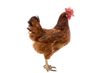 brown hen isolated on white,Chicken walking,clipping path.