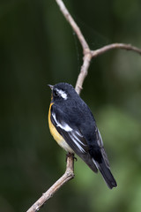Mugimaki flycatcher (Ficedula mugimaki) This is a male passage migrant and winter visitor bird of Thailand. Its habitat are evergreen forest, wooded gardens, secondary.