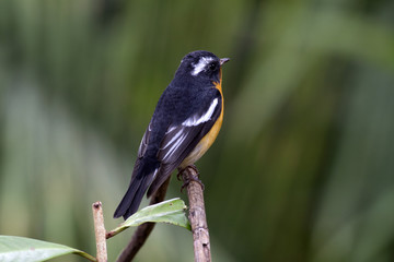 Fototapeta premium Mugimaki flycatcher (Ficedula mugimaki) This is a male passage migrant and winter visitor bird of Thailand. Its habitat are evergreen forest, wooded gardens, secondary.