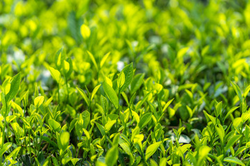 Green tea leaves in a tea plantation in morning