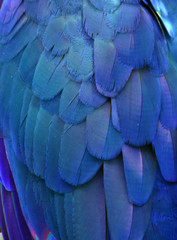 Macro photograph of the blue feathers of a macaw. 