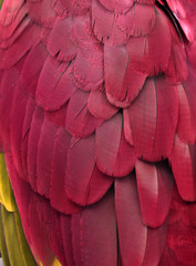 Macro photograph of the red feathers of a macaw.