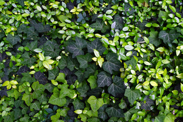 Ivy Background/Various colors of Ivy leaves 
