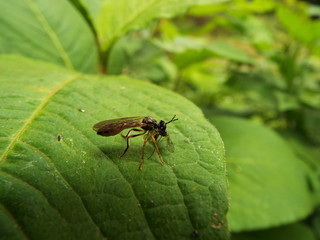 ハラボソムシヒキ 捕食 precarious on other insects