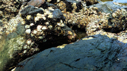 Death oyster shell on rock.