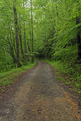 Fototapeta na wymiar Wilderness Trail in a Rainy Forest