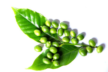 Green coffee beans with leaf isolated on white background