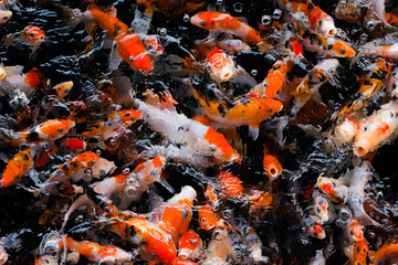 Japanese Koi Carp 