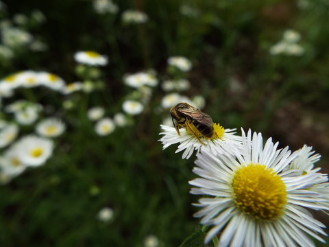 コハナバチの後姿 bee
