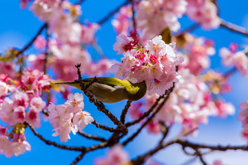 The Japanese White-eye.The background is cherry blossoms. Located in Tokyo Prefecture Japan.