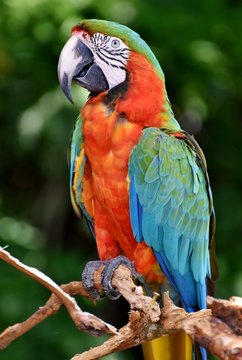 The Catalina Macaw is a first generation hybrid macaw. It is a cross between a Blue and Gold Macaw (Ara ararauna) and a Green-winged Macaw (Ara chloroptera).