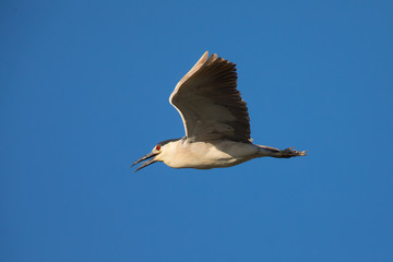 Black-crowned night heron opening its beak while flying, seen in the wild in North California