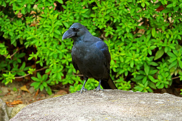 Japanese crow