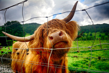 Highland cattle, Kilmahog, Scotland