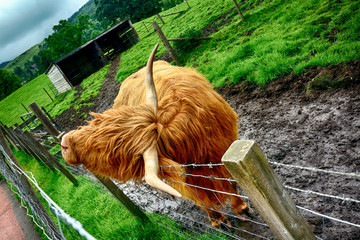 Highland cattle, Kilmahog, Scotland