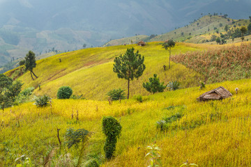 Golden Rice Field, a beautiful natural beauty on mountain in Nan, Nan Province, Thailand.