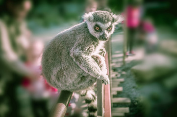 Ring tailed lemur portrait sitting on a fence. Blurred background.