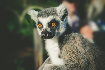 Ring tailed lemur portrait on blurred background.