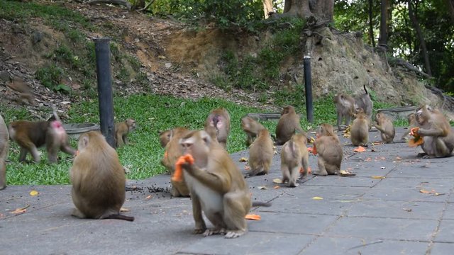 Monkey eating fruit in park