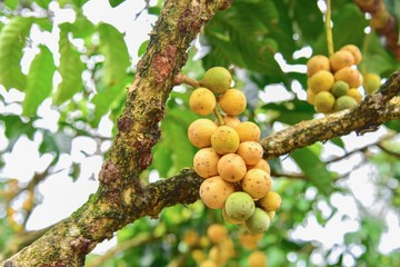 Bunch of Longkong on a Tree