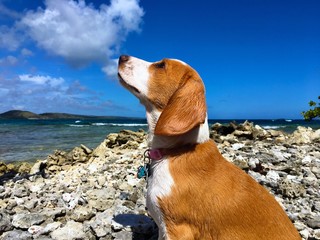 Beach Beagle - 161409164