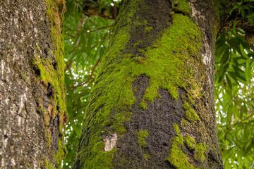 Tree with moss on trunk