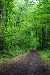 A path into the woods among tall gree trees