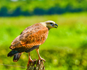 Black Collared hawk