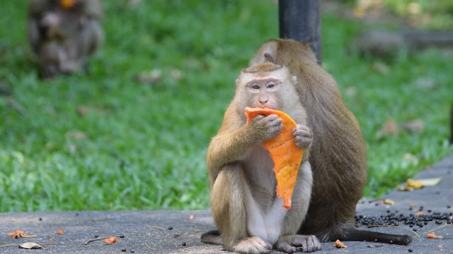 Monkey eating fruit in park