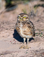 Burrowing Owl