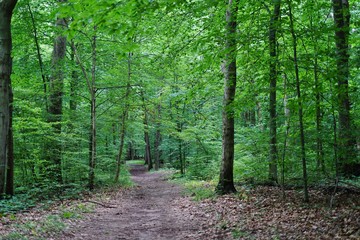 A path into the woods among tall gree trees
