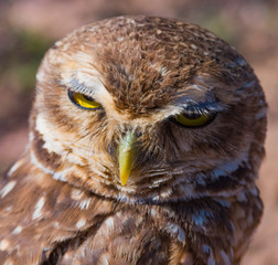 Burrowing Owl