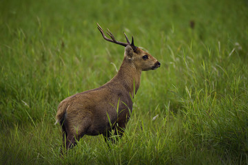 A deer is in a green field.