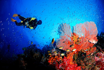 A scuba diver with amazing sea fan in the magnificent underwater world.