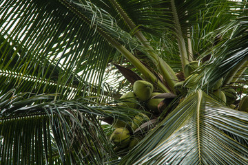 Coconut cluster on coconut tree