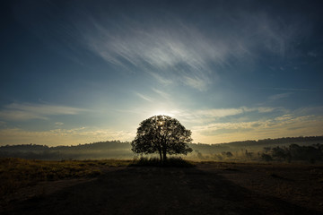 Fototapeta na wymiar Big trees meadow in the morning, and beautiful sky.