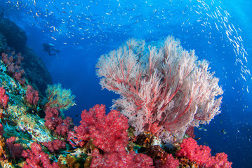 Fototapeta na wymiar Wonderful underwater world with beautifully and vibrant colors of corals, Similan,North Andaman Sea