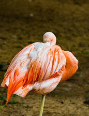 Flamingo napping