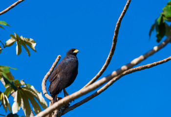 Great Black Hawk in Tree