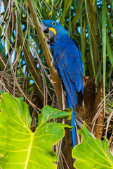 Hyacinth Macaw in Palm Tree