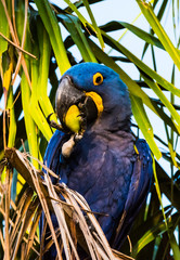 Obraz premium Hyacinth Macaw in Palm Tree