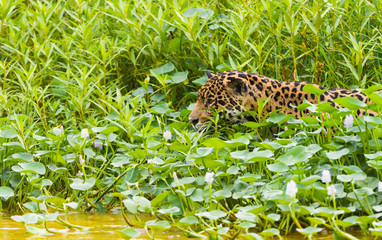 Fototapeta na wymiar Jaguar among water lilies