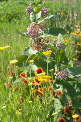 Diverse plants in the public garden. Sunny summer days. Summer flowers