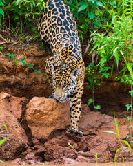 Jaguar climbing down river bank to enter river