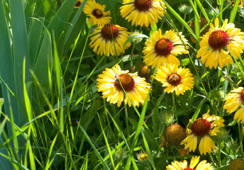 Bees pollinate Yellow coreopsis flowers in the garden