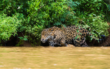 Fototapeta na wymiar Jaguar walking in river while hunting