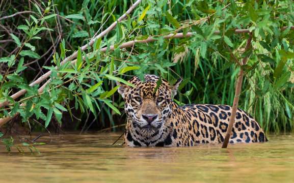 ジャガー」の写真素材 | 506,393件の無料イラスト画像 | Adobe Stock