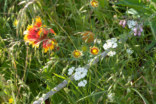 Yellow "Lance-leaved Coreopsis" and  Achilea millefolium flowers in the park