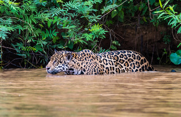 Fototapeta na wymiar Jaguar wading in river to hunt
