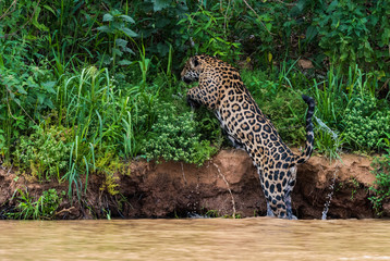 Jaguar jumping out of river onto river bank